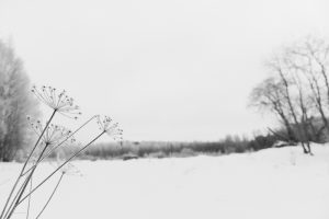 Ylämummoa