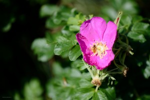 kadulla_elok-3