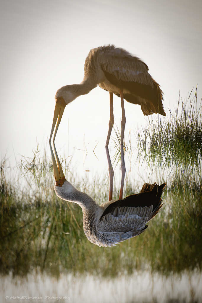 Aperture: ƒ/4 | Credit: Matti Remonen | Camera: NIKON D800E | Taken: 3 heinäkuun, 2012 | Copyright: www.remonen.net | Flash fired: no | Focal length: 380mm | ISO: 200 | Keywords: Afrikaniibishaikara, Eläimet, Haikara, Kenia, Linnut, Maat - Kaupungit - Paikat, Nakuru | Shutter speed: 1/800s |