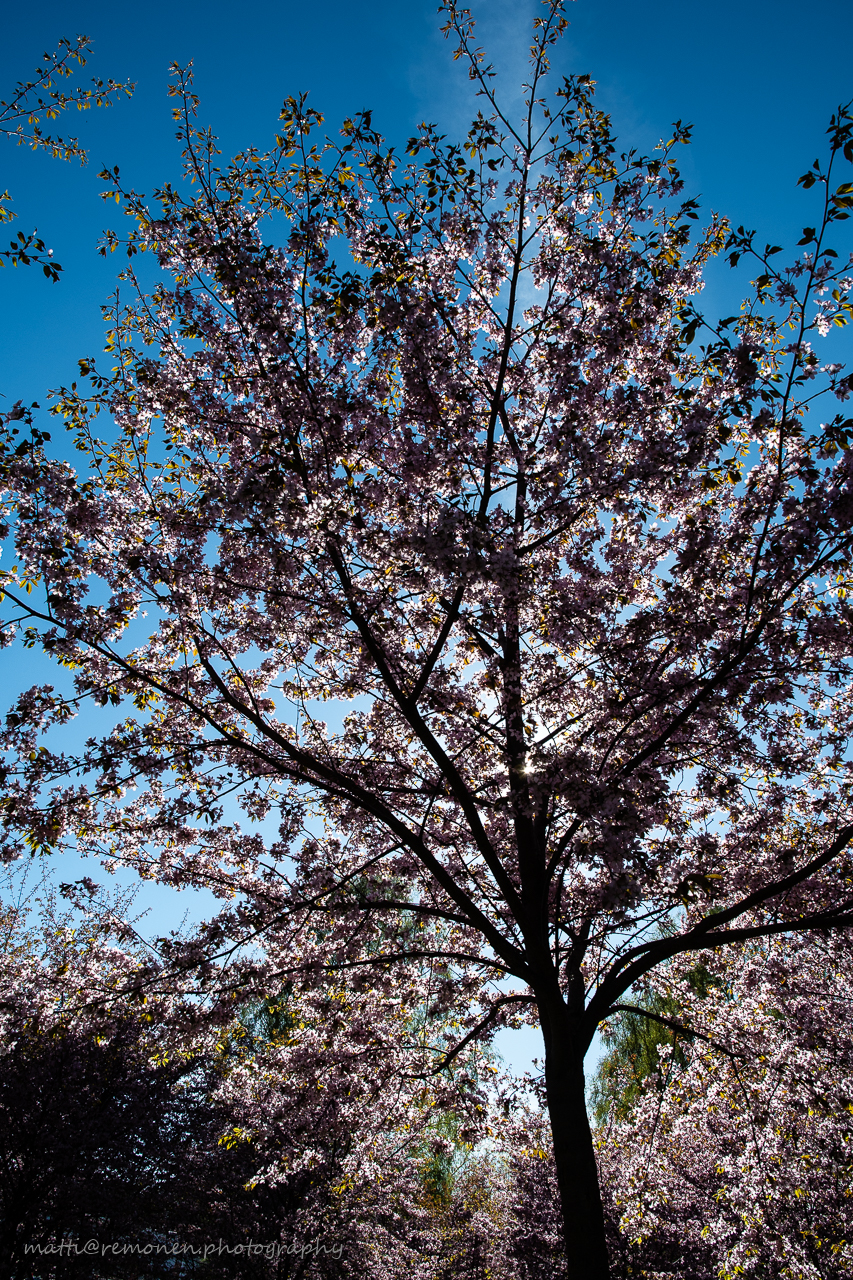 Hanami; Roihuvuori kirsikkapuisto