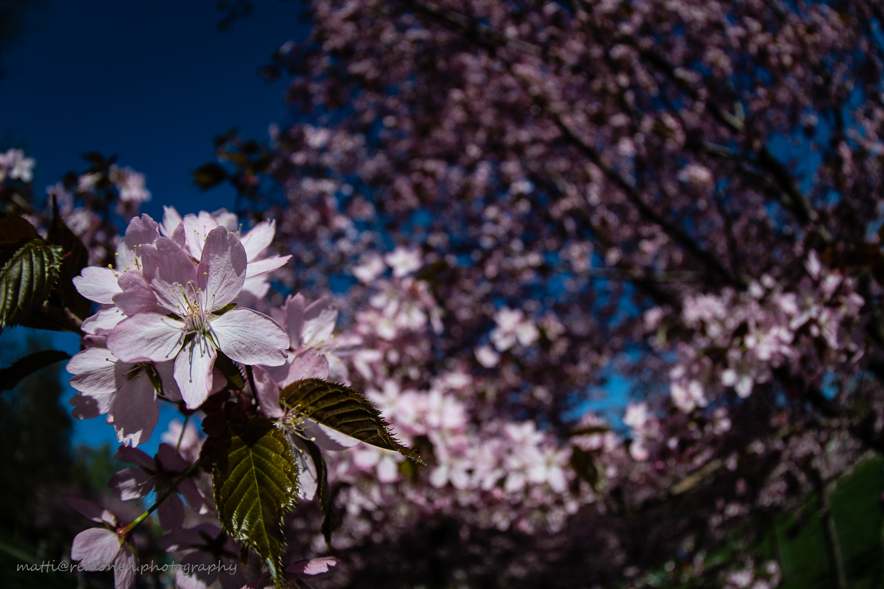 Hanami, Roihuvuori kirsikkapuisto